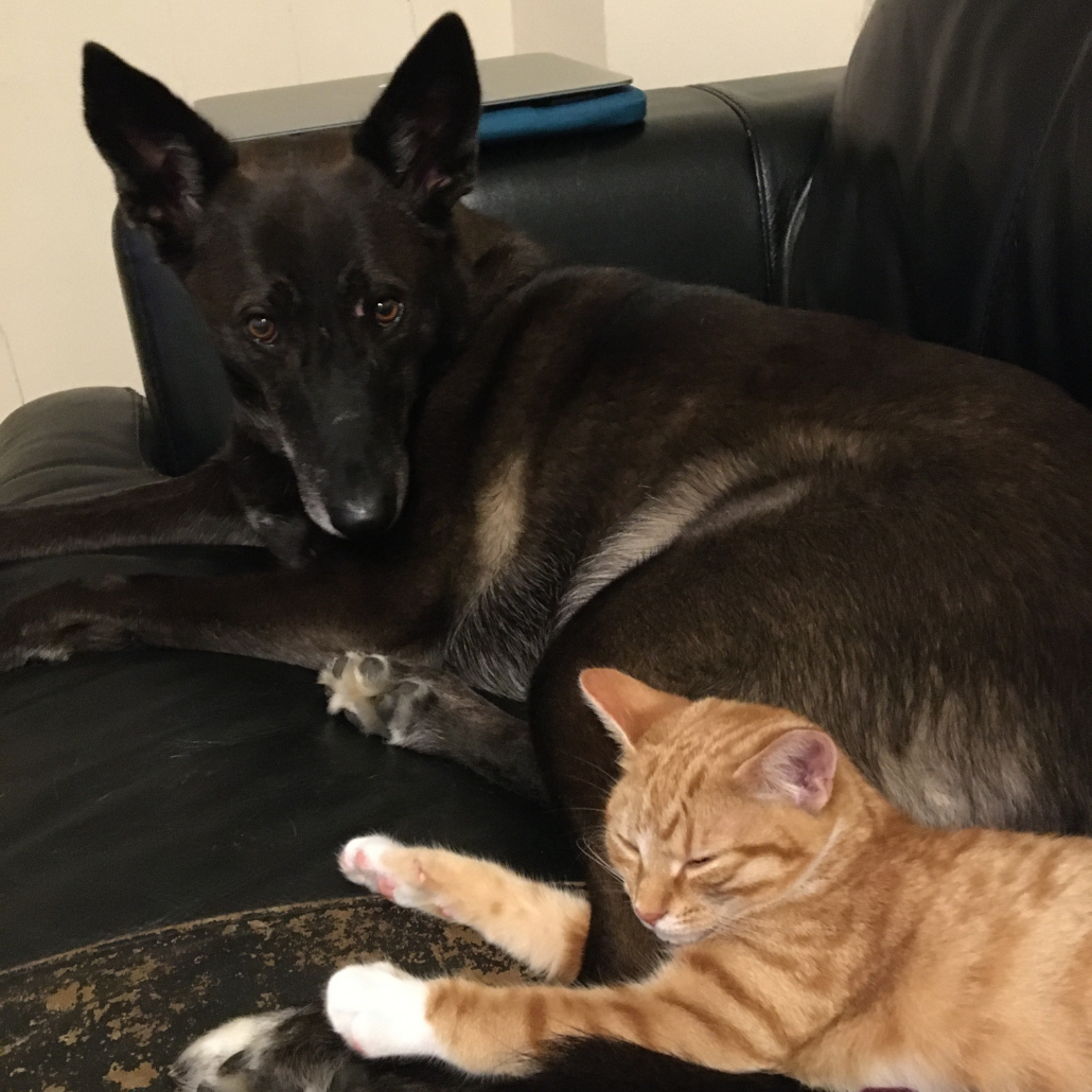 Image shows one of Nicola's dogs sitting on a couch beside a beautiful ginger cat
