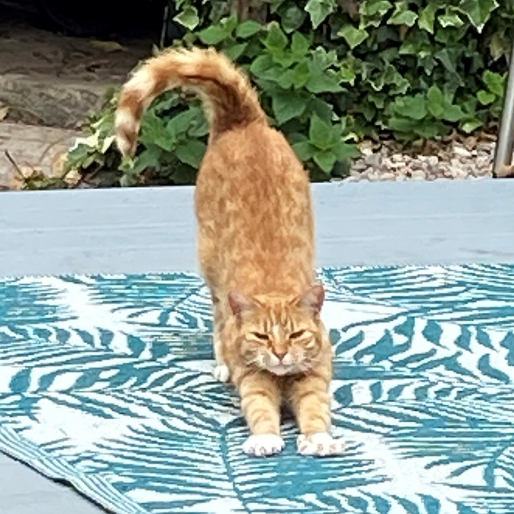 Image shows Nicola's beautiful ginger cat outside on a rug doing a big stretch